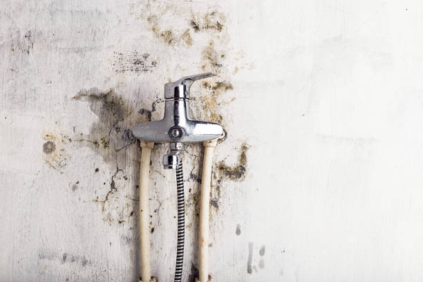 Best Basement Mold Remediation in Barnwell, SC