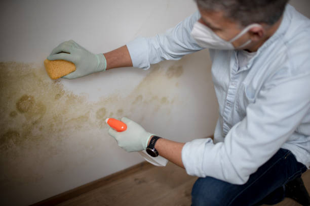 Best Commercial Mold Remediation in Barnwell, SC