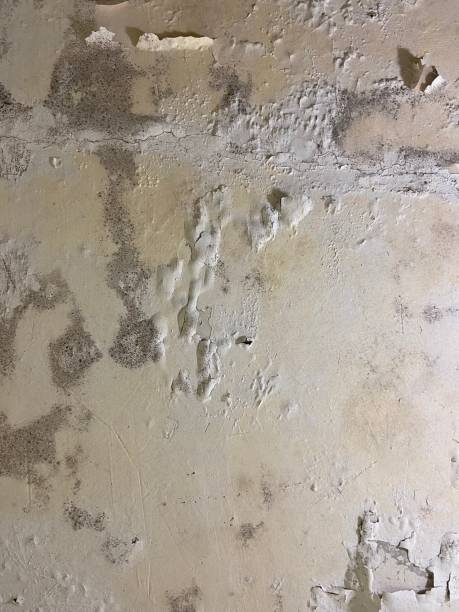 Reliable Barnwell, SC Mold Remediation Solutions