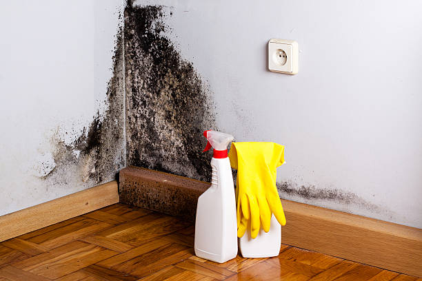 Best DIY Mold Remediation Support Services in Barnwell, SC
